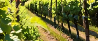 Healthy grapevines processing with herbal infusions for disease prevention