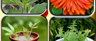 Народные средства для защиты овощных культур, настои и отвары, натуральные компоненты, используемые в огороде
